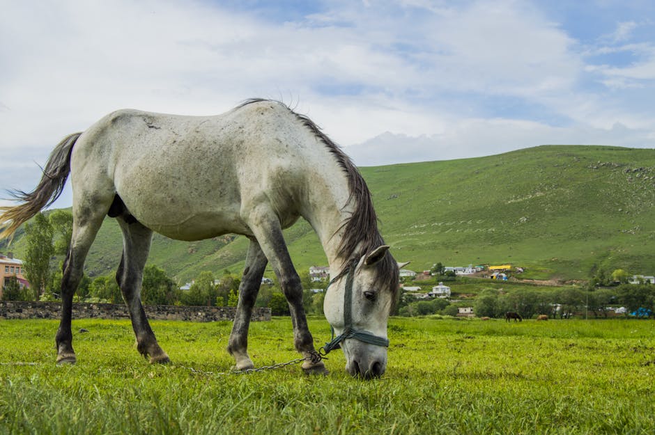 Ardahan Doğasında Kaybolun: Yaylalar, Ormanlar, Koylar