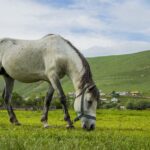 Ardahan Gezilecek Yerler ve Yerel Yemeklerle Dolu Bir Gün