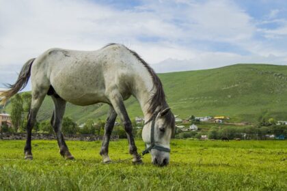 Ardahan Yemek Kültürü: Şehirde Tadılması Gereken Lezzetler