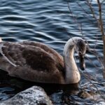 Çorum’un Neyi Meşhur? Hediyelikler ve Yöresel Ürünler